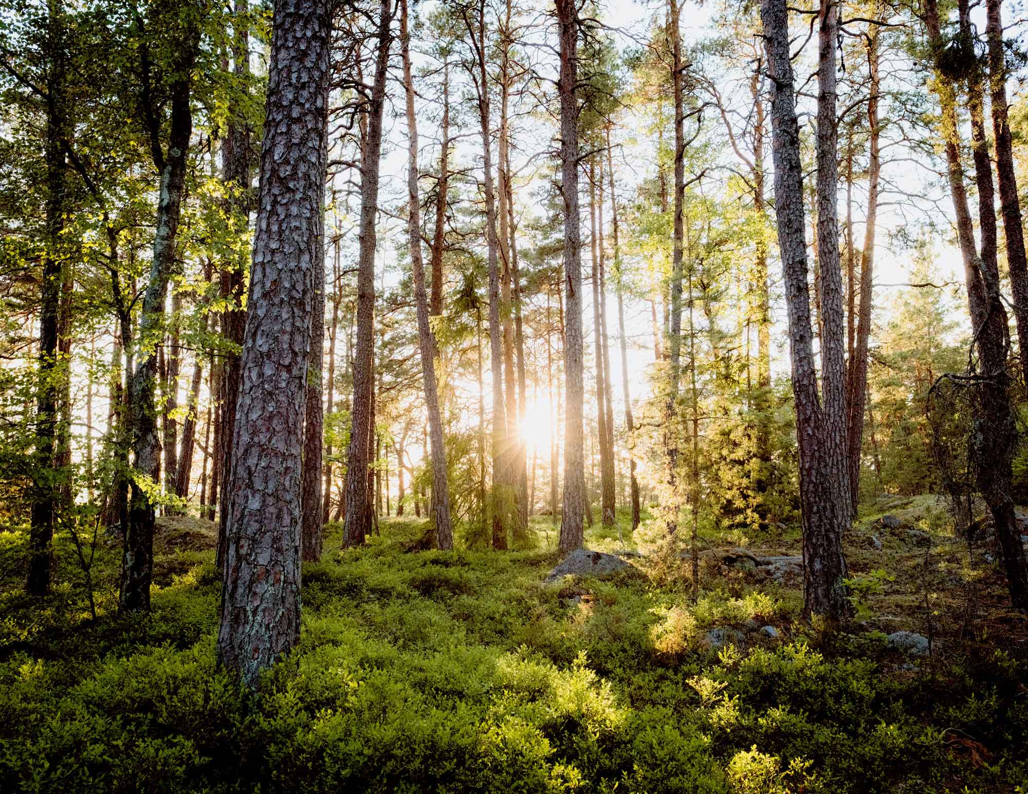 sweden-forest-low